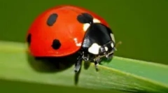 Što jedu ladybugs?